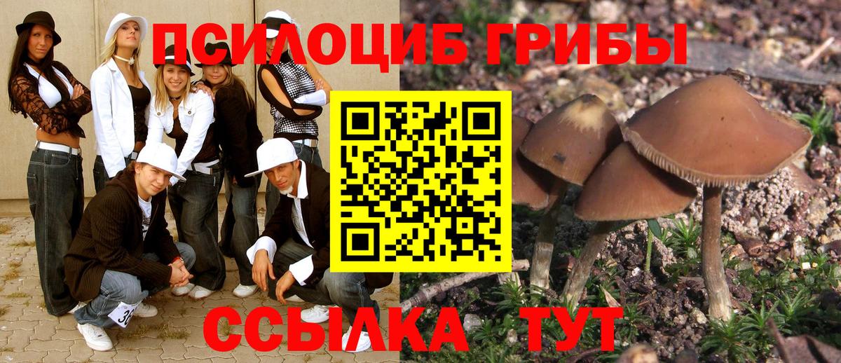 Псилоцибиновые грибы Cubensis Киселёвск